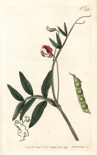 Gesse climene - Spaanse vetchling, Lathyrus clymenum (Geknoopte peul lathyrus, Lathyrus articulatus) door Sydenham Teast Edwards