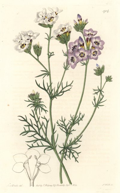Gilia tricolor, witte en paarse variëteiten, inheems in Californië - uit het Botanical Register door Sydenham Teast Edwards