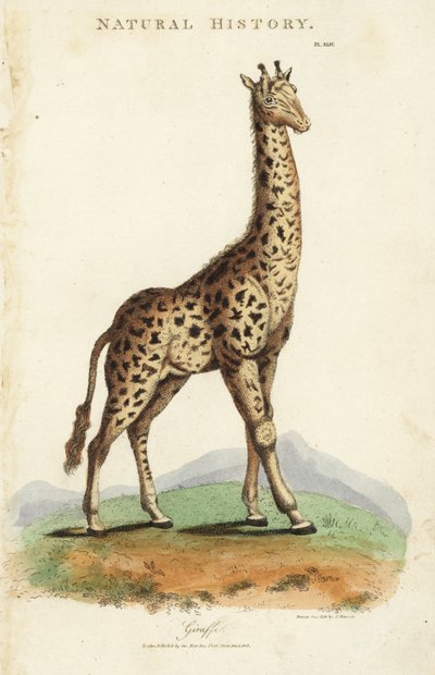 Giraffe, Giraffa camelopardalis. Handgekleurde kopergravure naar Sydenham Edwards uit John Mason Good