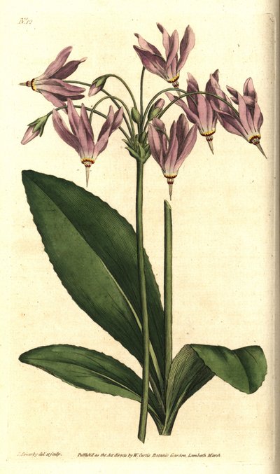 Giroselle van Virginia - Amerikaanse sleutelbloem of Mead