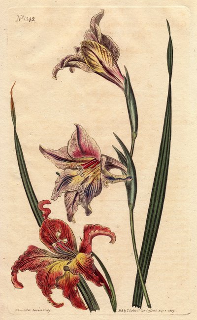 Glaieul heeft grote bloemen in epis of grote bruine afrikaner, met lichtroze en scharlaken gevlekte bloemen, inheems in Zuid-Afrika. Grote bloemige cornflag of grote bruine afrikaner, met gevlekte bloemen in scharlaken en lichtroze, inheems in Zuid-Afrika. door Sydenham Teast Edwards