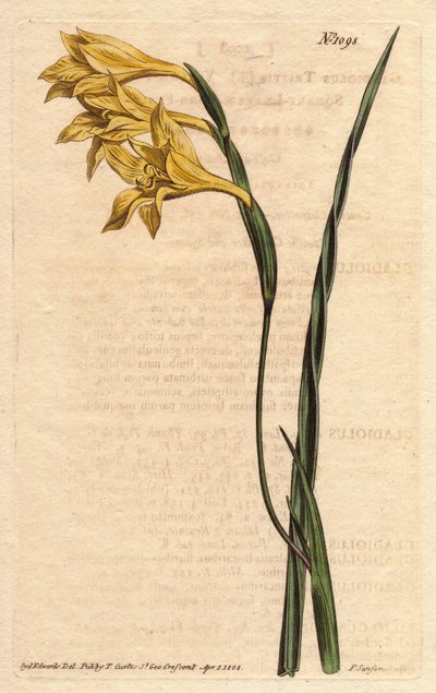 Glaieul heeft gele bloemen in epis en zwaardvormige bladeren. Geelbloemige, vierkante bladeren cornflag. Gladiolus tristis. Handgekleurde kopergravure naar een botanische illustratie van Sydenham Edwards uit William Curtis