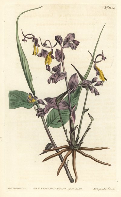 Globba radicalis, uit William Curtis