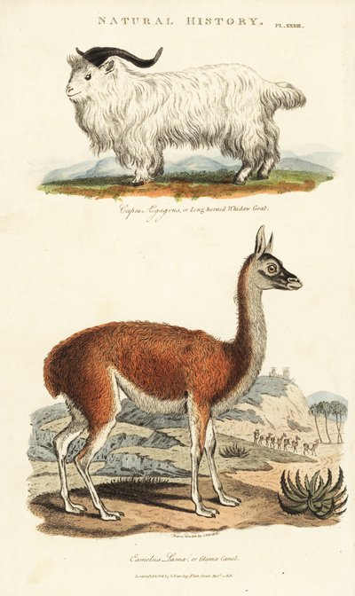 Geit en lama - Langhoornige whidaw geit, Capra aegagrus, en lama, Lama glama (Glama kameel, Camelus lama). Handgekleurde kopergravure naar Sydenham Edwards uit John Mason Good