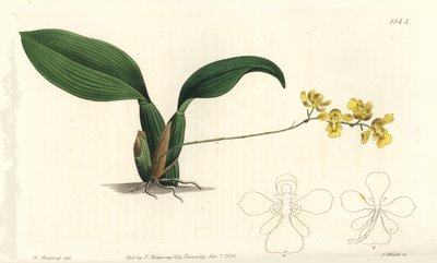 Gomesa cornigera orchidee (gehoornde oncidium, Oncidium cornigerum) door Sydenham Teast Edwards