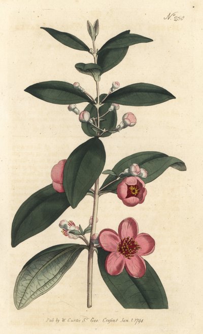 Kruisbes - Mirte roze, Rhodomyrtus tomentosa (Wolligbladige mirte, Myrtus tomentosa). Handgekleurde kopergravure door Sansom naar een illustratie van Sydenham Edwards uit William Curtis