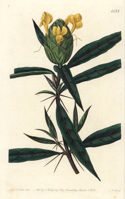 Grasgras tac tac - Hopbloemige barleria, Barleria lupulina. Handgekleurde kopergravure door S. Watts naar een illustratie van Sarah Drake uit Sydenham Edwards