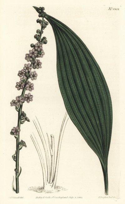 Groenbloemige teta, Peliosanthes teta. Handgekleurde kopergravure door F. Sansom Jr. naar een illustratie van Sydenham Edwards uit William Curtis