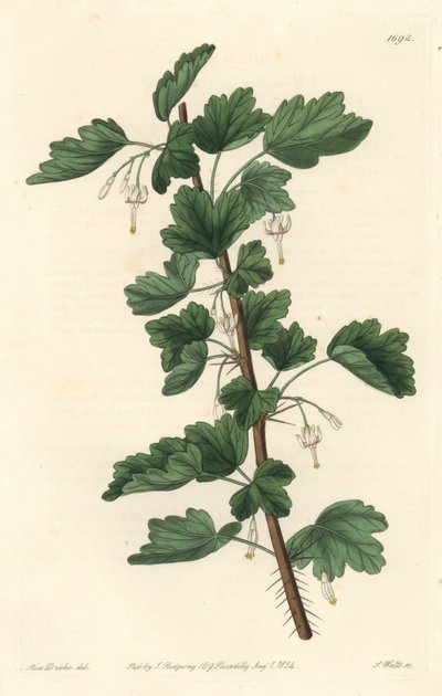 Groseillier, afkomstig uit Noord-Amerika - Sterk water door S. Watts naar een illustratie van Sarah Anne Drake (1803-1857), uit het Botanical Register door Sydenham Teast Edwards