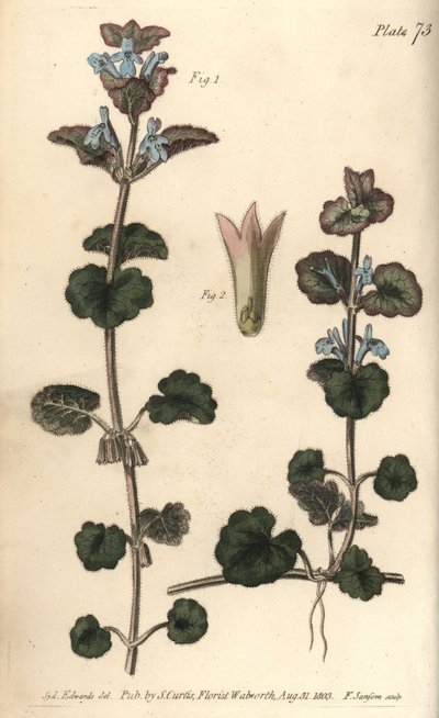 Grondklimop, Glechoma hederacea, Gymnospermia door Sydenham Teast Edwards