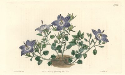 Harigbladige klokjesbloem, inheems in Italië - Sterk water door S. Watts naar een illustratie van Sarah Anne Drake (1803-1857), uit het Botanical Register door Sydenham Teast Edwards