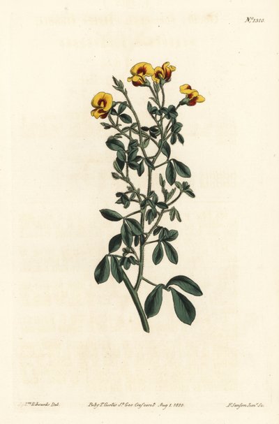 Haarige goodia, Goodia lotifolia var. pubescens (Goodia pubescens) - uit William Curtis