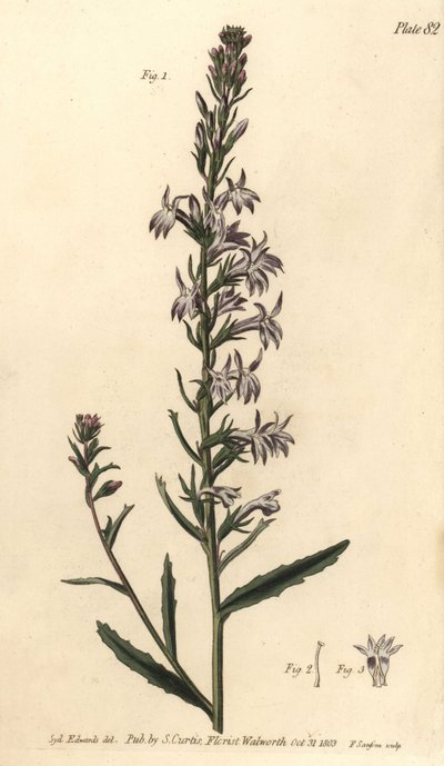 Heide lobelia, Lobelia urens, Polygamia monogamia. Handgekleurde kopergravure door F. Sansom naar een botanische illustratie door Sydenham Edwards voor William Curtis