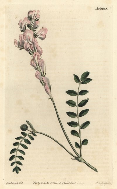 Hedysarum spinosissimum subsp. capitatum (Scepterbloemige hedysarum, Hedysarum capitatum) - uit William Curtis
