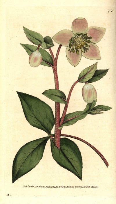 Livid helleborus door Sydenham Teast Edwards