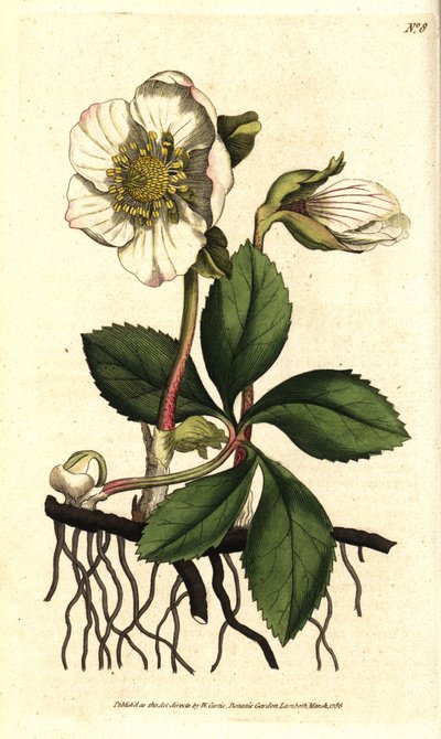 Helleborus (elleboor) noir ou rose de Noel - Kerstroos of zwarte helleborus, Helleborus niger. Handgekleurde kopergravure naar een botanische illustratie door Sydenham Edwards uit William Curtis