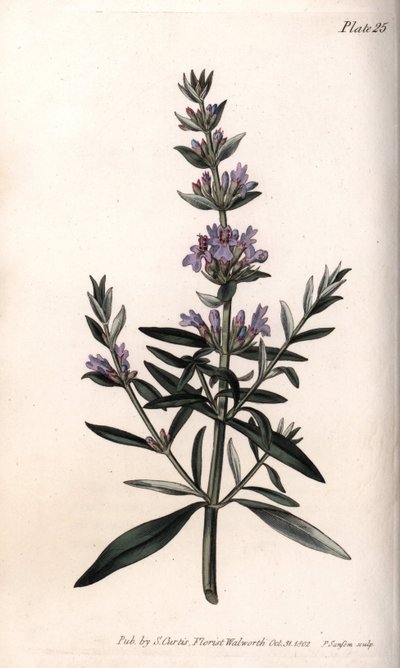 Hysop of officinale hysop. Gekleurde kopergravure, illustratie door Sydenham Edwards (1768-1819) voor Conferenties van Botanische, Botanische Tuin van Lambeth (Engeland) door Sydenham Teast Edwards