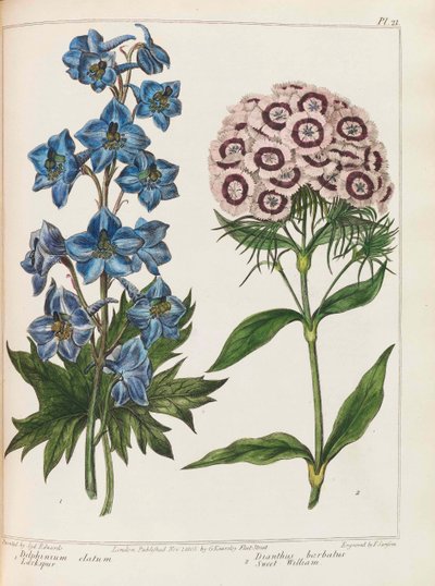 Illustratie uit Praktische Tuinieren door Alexander McDonald door Sydenham Teast Edwards