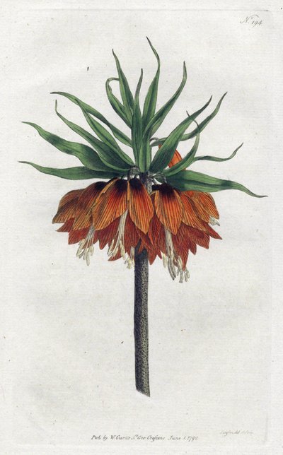 Keizerskroon, uit William Curtis