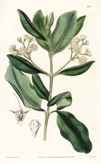 Indisch hout - Bay rum boom, Pimenta racemosa (wilde kruidnagelboom, Myrcia acris), inheems in het Caribisch gebied. Handgekleurde kopergravure door Swan naar een illustratie van Sydenham Edwards uit Samuel Curtis