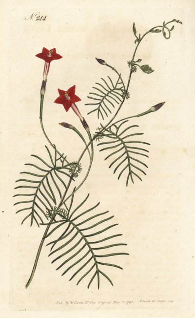 Ipomee quamoclite of quamoclite pennee of ipomee met rode bladeren - Cipreswinde of gevleugelde ipomoea, Ipomoea quamoclit door Sydenham Teast Edwards