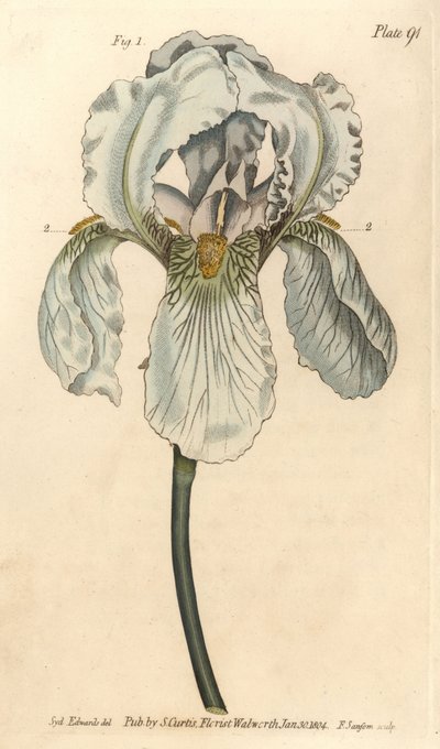 Iris florentina, Iris germanica nothovar. Handgekleurde kopergravure door F. Sansom van een botanische illustratie door Sydenham Edwards voor William Curtis