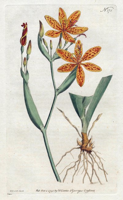 Iris luipaard of tijgerlelie, uit William Curtis