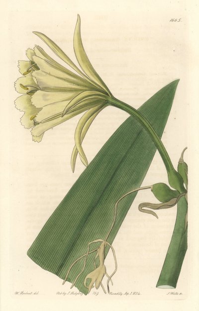 Ismene, Narcis of Narcis van Peru door Sydenham Teast Edwards