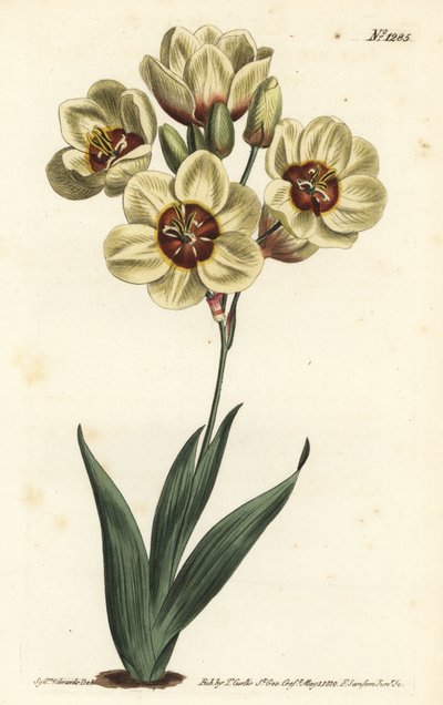 Ixia abbreviata (Crèmekleurige gevlekte ixia, Ixia maculata v. ochroleuca). Handgekleurde kopergravure door F. Sansom Jr. naar een illustratie van Sydenham Edwards uit William Curtis