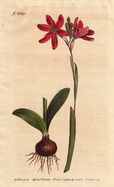 Ixia roze. van de Zuid-Afrikaanse lelie familie, beschreven met bol en bladeren. Roze gekleurde ixia, een mooie roze bloem van de lelie familie uit Zuid-Afrika, getoond met bol en bladeren links. Ixia latifolia (Ixia capillaris). Handgekleurde kopergravure door Sydenham Teast Edwards