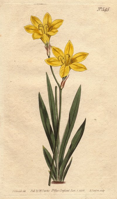 Ixia zwavelkleur, met heldergele bloemen. Ixia bulbifera door Sydenham Teast Edwards
