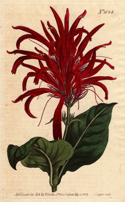 Justicia plant heeft glanzende bladeren en heldere karmozijnrode bloemen, inheems in Barbados. Glanzendbladige justicia met heldere karmozijnrode bloemen. Inheems in Barbados. Justica lucida. Handgekleurde kopergravure uit een botanische illustratie door S door Sydenham Teast Edwards