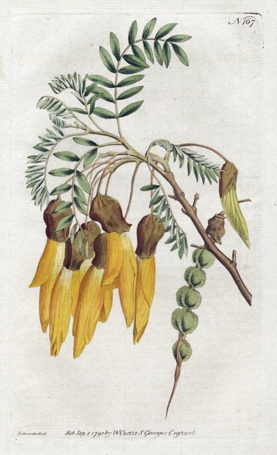 Kowhai, variëteit van sophora uit Nieuw-Zeeland - Lithografie door Sydenham Edwards (1768-1819), uit het Botanical Magazine van William Curtis (1746-1799) door Sydenham Teast Edwards