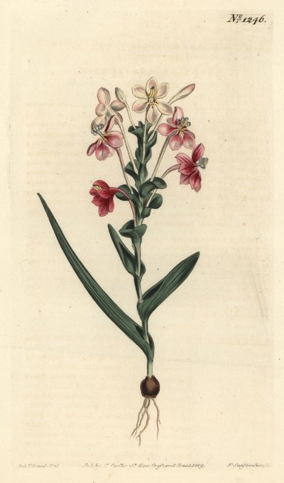 Lapeirousia pyramidalis (Bladspike lapeyrousia, Lapeyrousia fissifolia) door Sydenham Teast Edwards