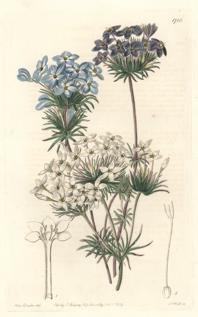 Leptosiphon androsace, afkomstig uit Californië - Water door S. Watts naar een illustratie van Sarah Anne Drake (1803-1857), uit het Botanical Register door Sydenham Teast Edwards