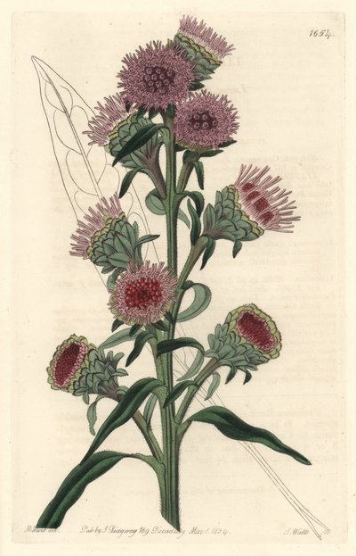Liatris door Sydenham Teast Edwards