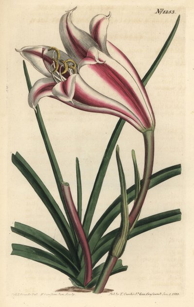 Lelie Variété - Kaap kust lelie, Crinum ornatum (Amaryllis ornata). Handgekleurde kopergravure door F. Sansom Jr. naar een illustratie door Sydenham Edwards uit William Curtis