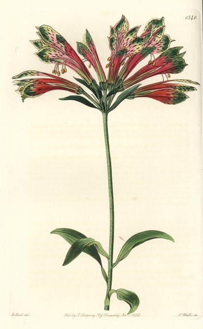 Lelie van de Inca