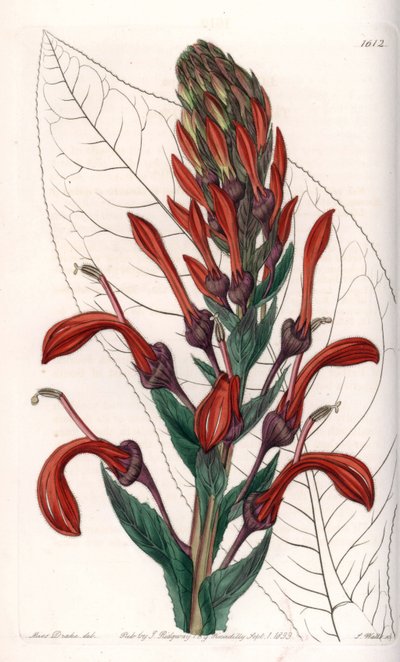 Lobelia variëteit (of kardinaal) uit Chili - Plaat gegraveerd door S.Watts, naar een illustratie van Sarah Anne Drake (1803-1857), uit het Botanical Register van Sydenham Edwards (1768-1819), Engeland door Sydenham Teast Edwards