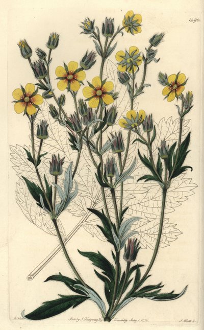 Langbladige cinquefolia varieteit - Potentilla longifolia (Viscid cinquefoil, Potentilla viscosa) door Sydenham Teast Edwards