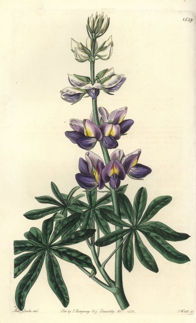 Lupine - Veranderlijke lupinus, Lupinus mutabilis door Sydenham Teast Edwards