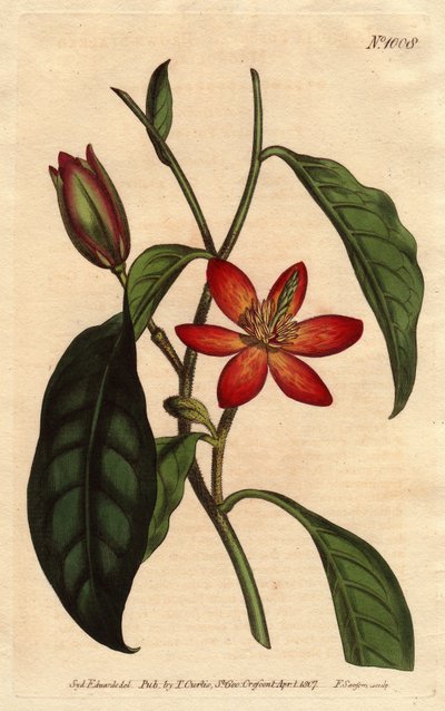 Magnolia heeft bruine stengel, met oranje bloemen en scharlaken, inheems in China. Magnolia fuscata. Handgekleurde kopergravure van een botanische illustratie door Sydenham Edwards door Sydenham Teast Edwards