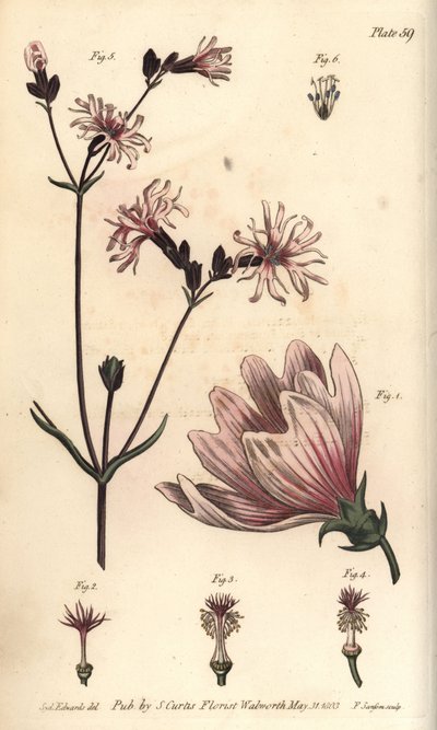 Kaasjeskruid, Malva sylvestris, Monadelphia door Sydenham Teast Edwards
