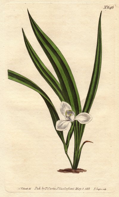 Marsh marica met kleine witte bloemen en smalle gestreepte bladeren door Sydenham Teast Edwards