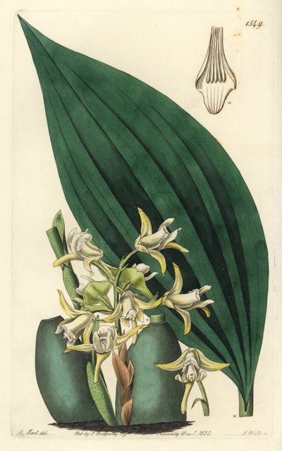 Maxillaria palmifolia orchidee (lichtgele maxillaria, Maxillaria decolor) door Sydenham Teast Edwards