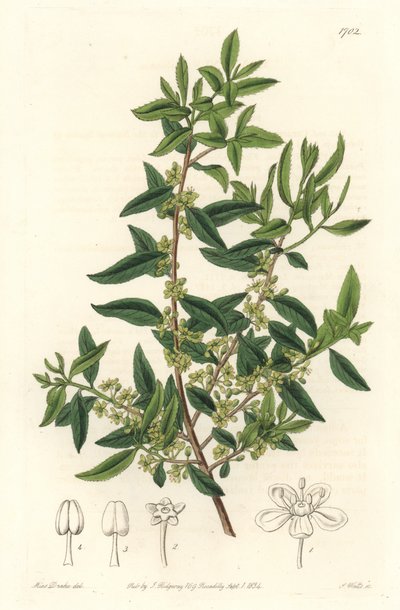 Maytenus boaria (maiten), endemisch in Midden- en Zuid-Amerika - uit het Botanical Register door Sydenham Teast Edwards