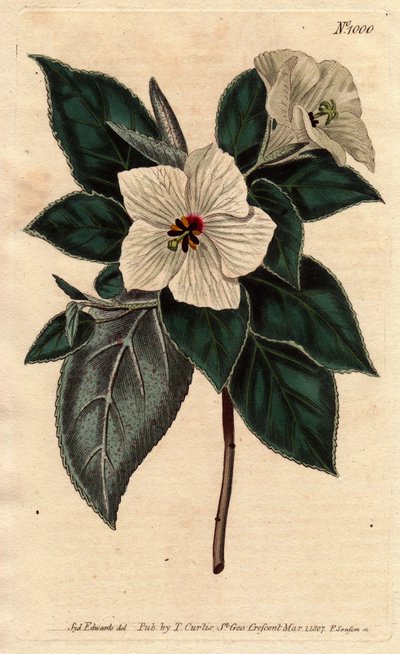 Melhania Sint-Helena met witte bloemen. St. Helena Rood hout met witte bloemen. Melhania erythroxylon door Sydenham Teast Edwards