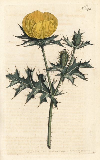 Mexicaanse Argemone, uit het Botanical Magazine door Sydenham Teast Edwards