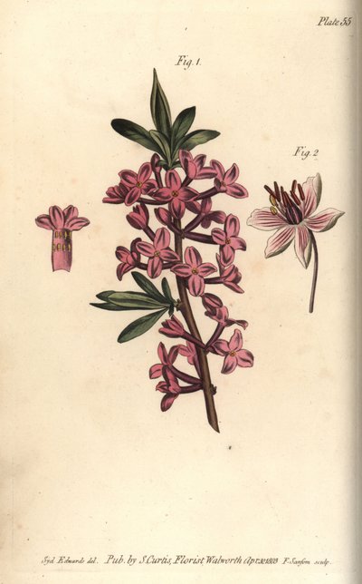 Mezereon, Daphne mezereum, Octandria door Sydenham Teast Edwards