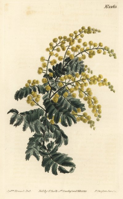 Mimosa door Sydenham Teast Edwards